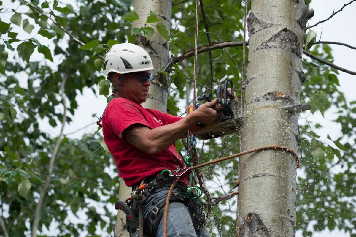 local tree service near me 